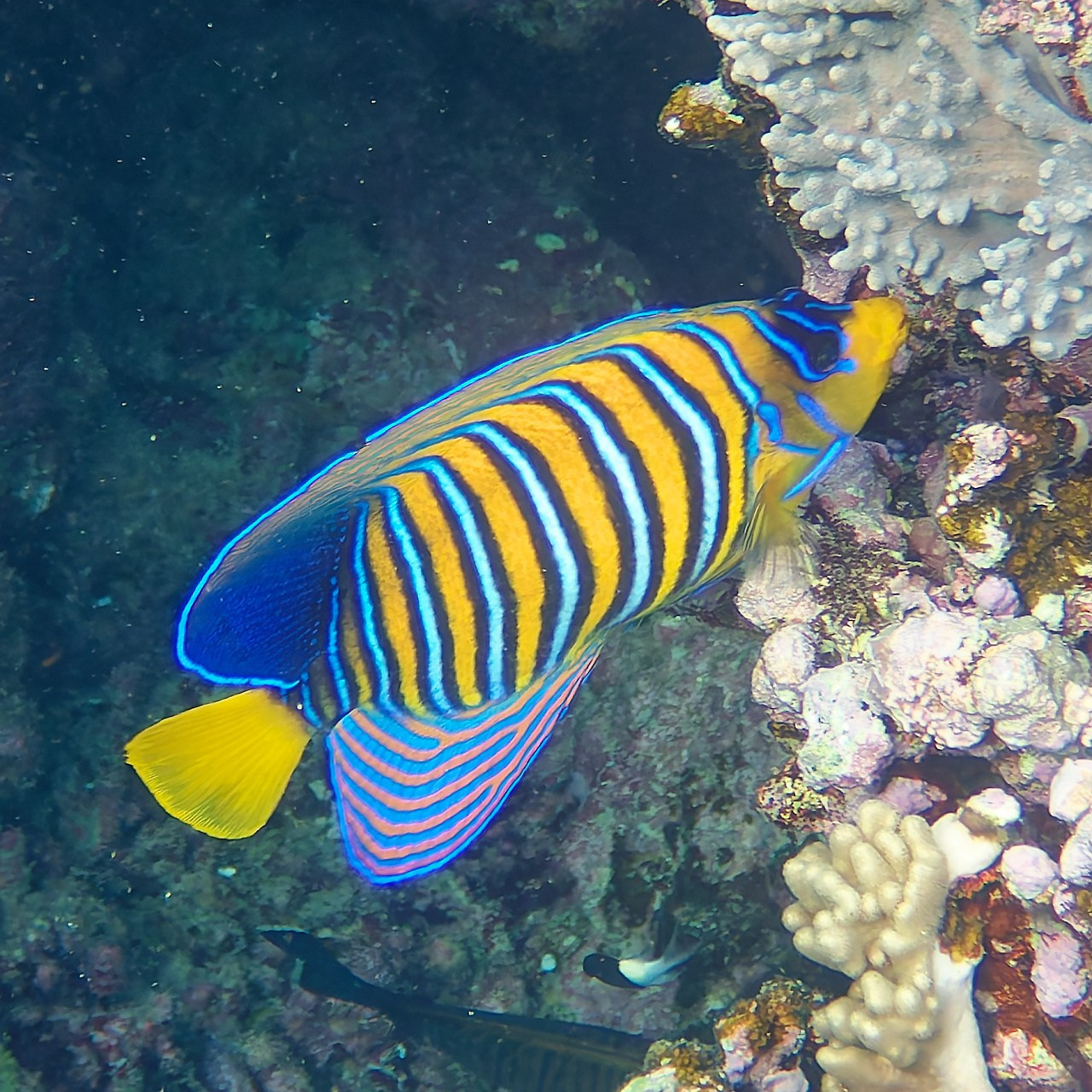 Мне посмотреть. Рыбов показываю