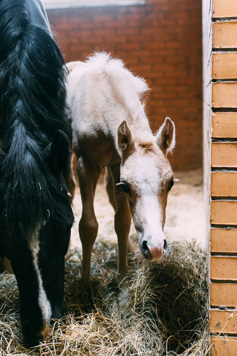 Выездка КСК «Дерби». Репортажный и семейный фотограф в Санкт-Петербурге Тарас Марченко