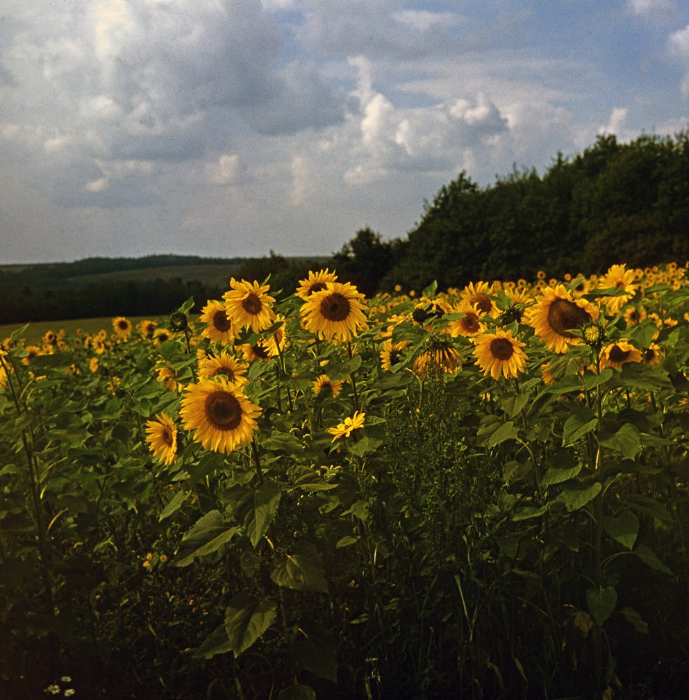 Лето. ВАДИМ ГИППЕНРЕЙТЕР — ВЕЛИКИЙ ФОТОГРАФ ЗЕМЛИ РУССКОЙ