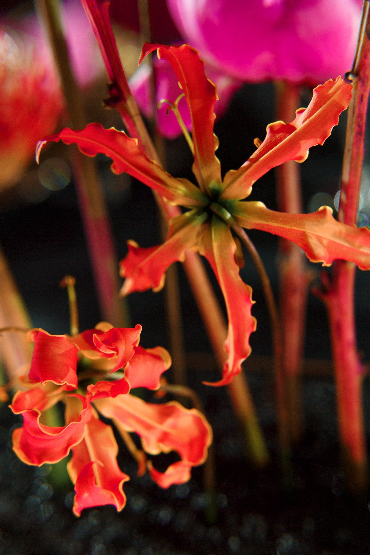 Pink neon. Свадебный фотограф в Санкт-Петербурге Наталья Вендт