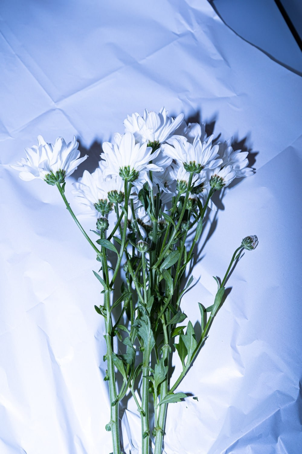 Wandering lights. Alena Ahmadullina