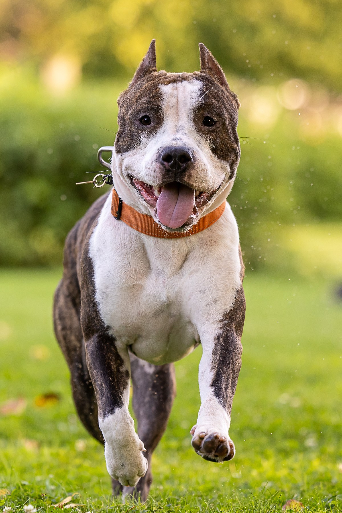 Амстафф Честер и его семья. Фотограф-анималист Natalia Deingel | Фотосъемка собак в Москве