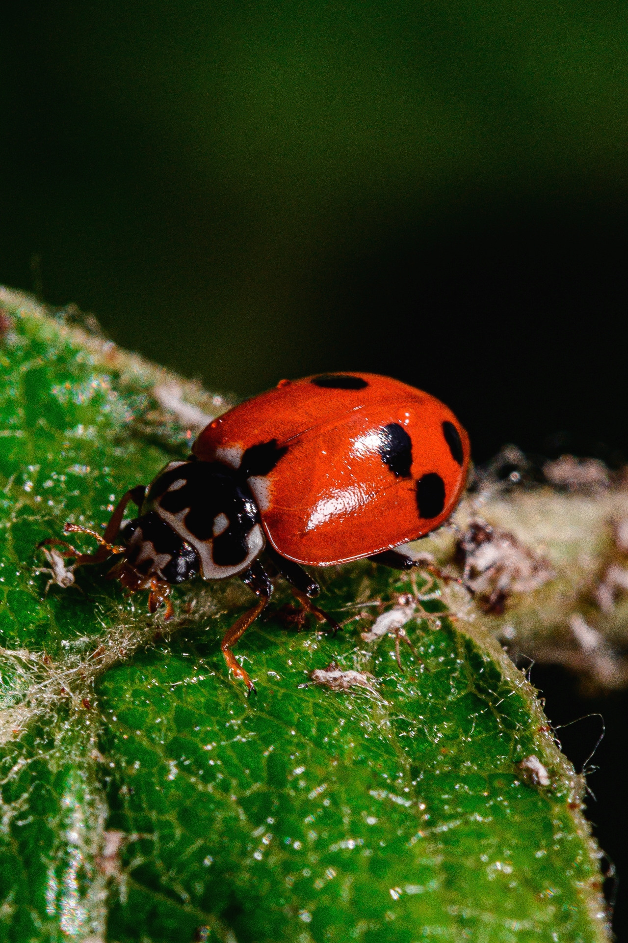 Божья коровка