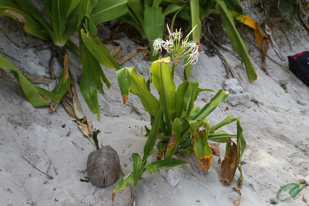 Тайланд. Пхукет 2013. Улица, люди, жизнь…