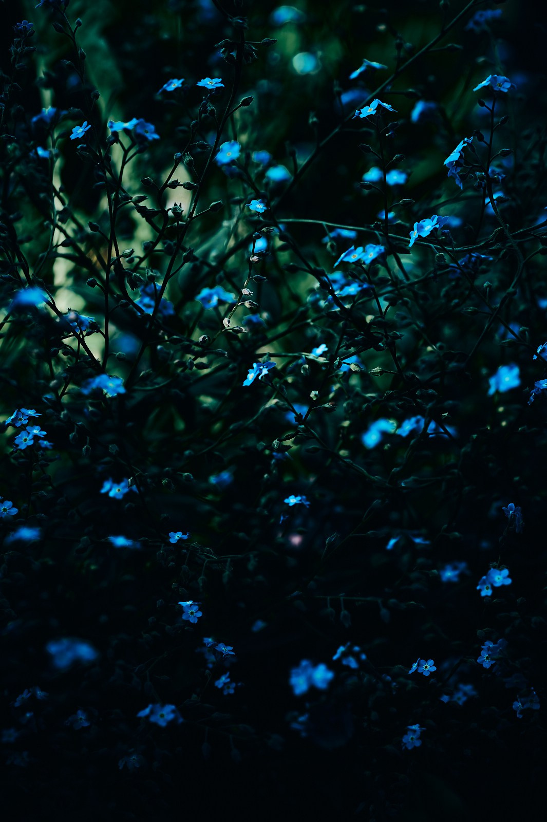 Ботаника. Фотограф Дмитрий Логинов