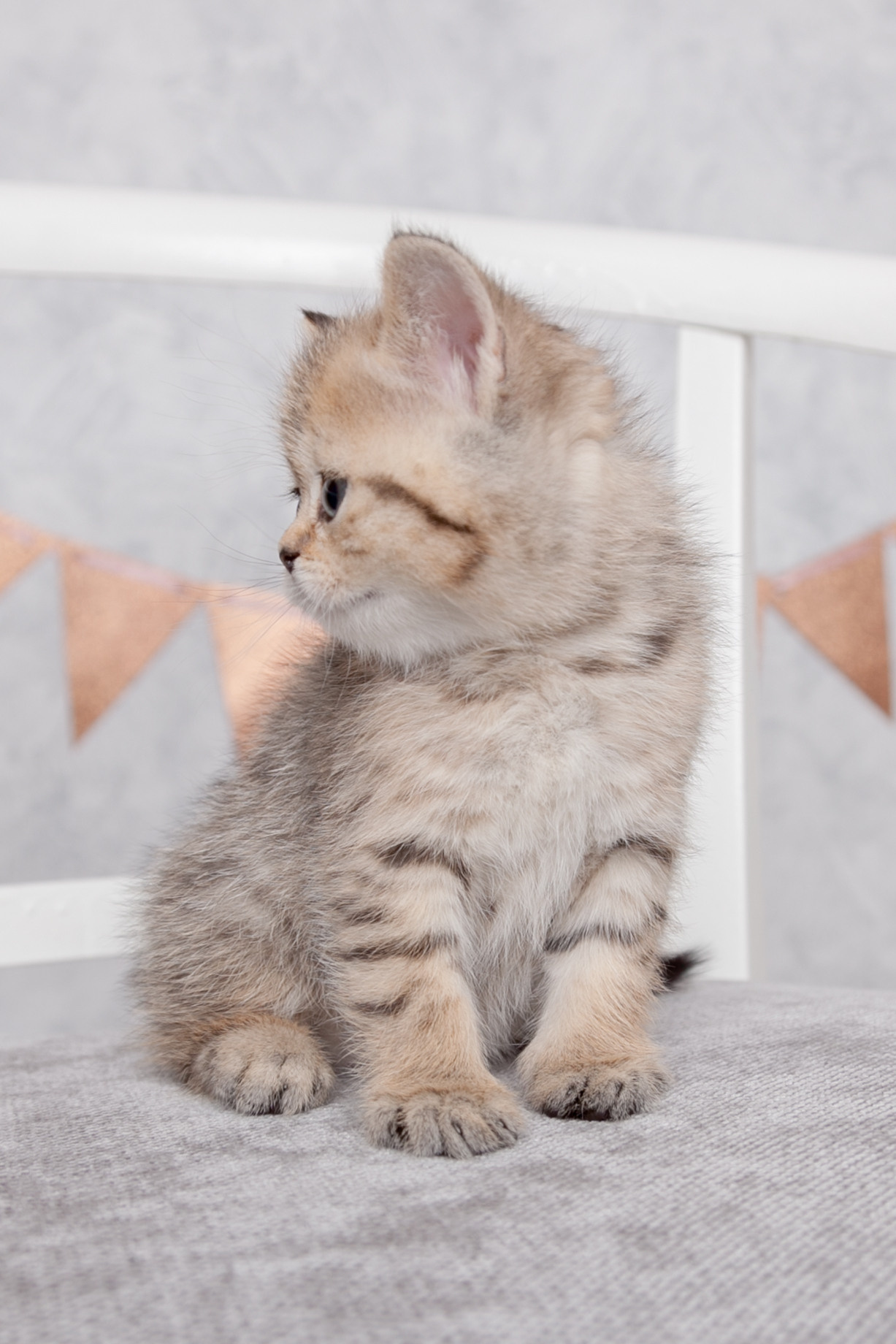 Котики. Фотограф Татьяна Воронова, Детские и Семейные фото