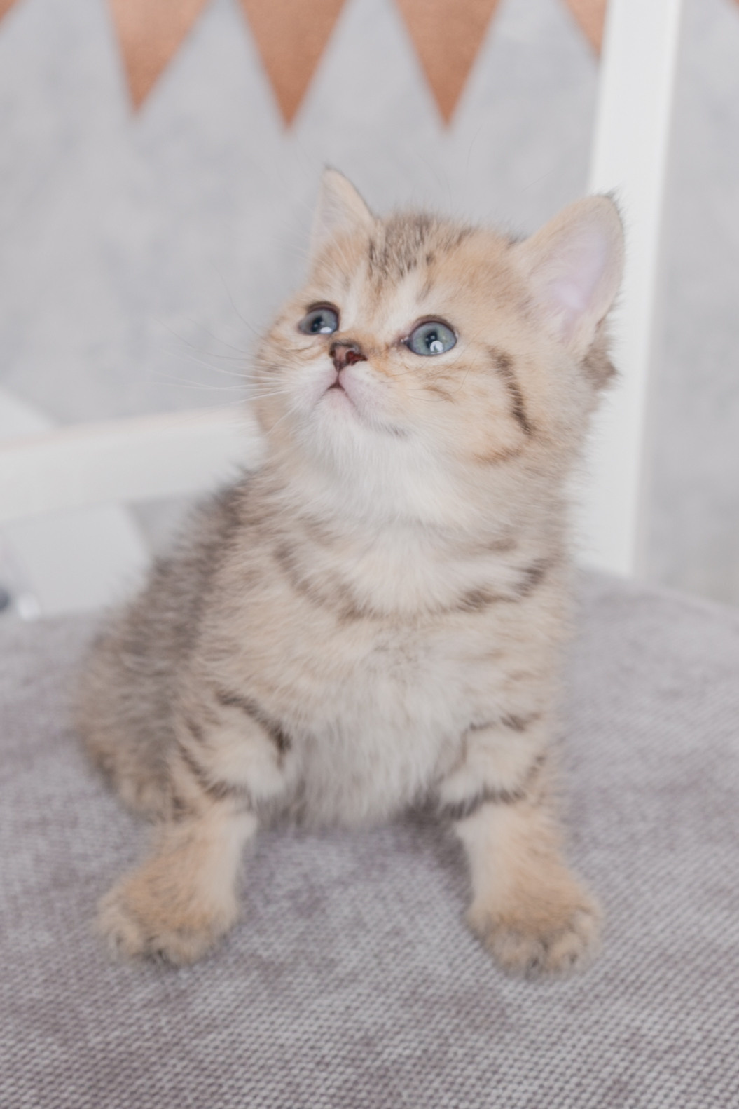 Котики. Фотограф Татьяна Воронова, Детские и Семейные фото