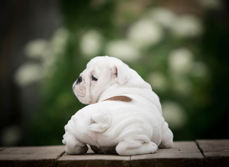 Бульдоги. Алена Кузьминская фотограф анималист Рыбинск