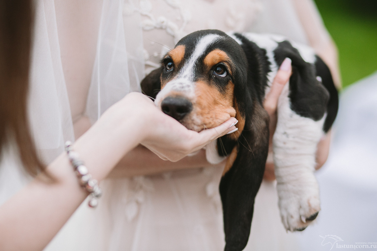 Иван да Марья. 7 мая 2017. Свадебный организатор в Ростове-на-Дону Яснов Роман