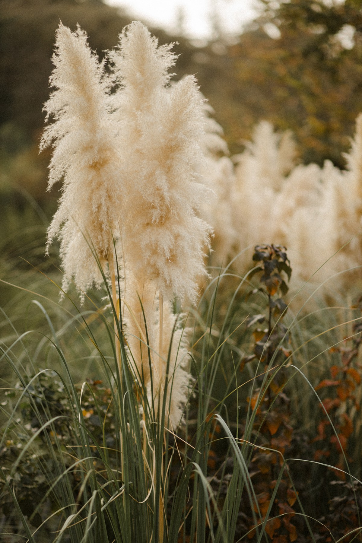 Jenya. Anastasia Blud Photography