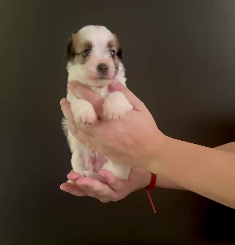 LITTER «M» 11.12.2025. Lovely Orange kennel Jack Russell Terrier FCI/RKF