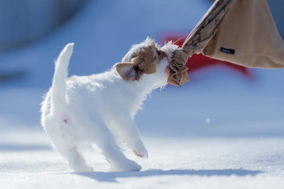 Сука 3. Lovely-Orange питомник джек рассел терьеров