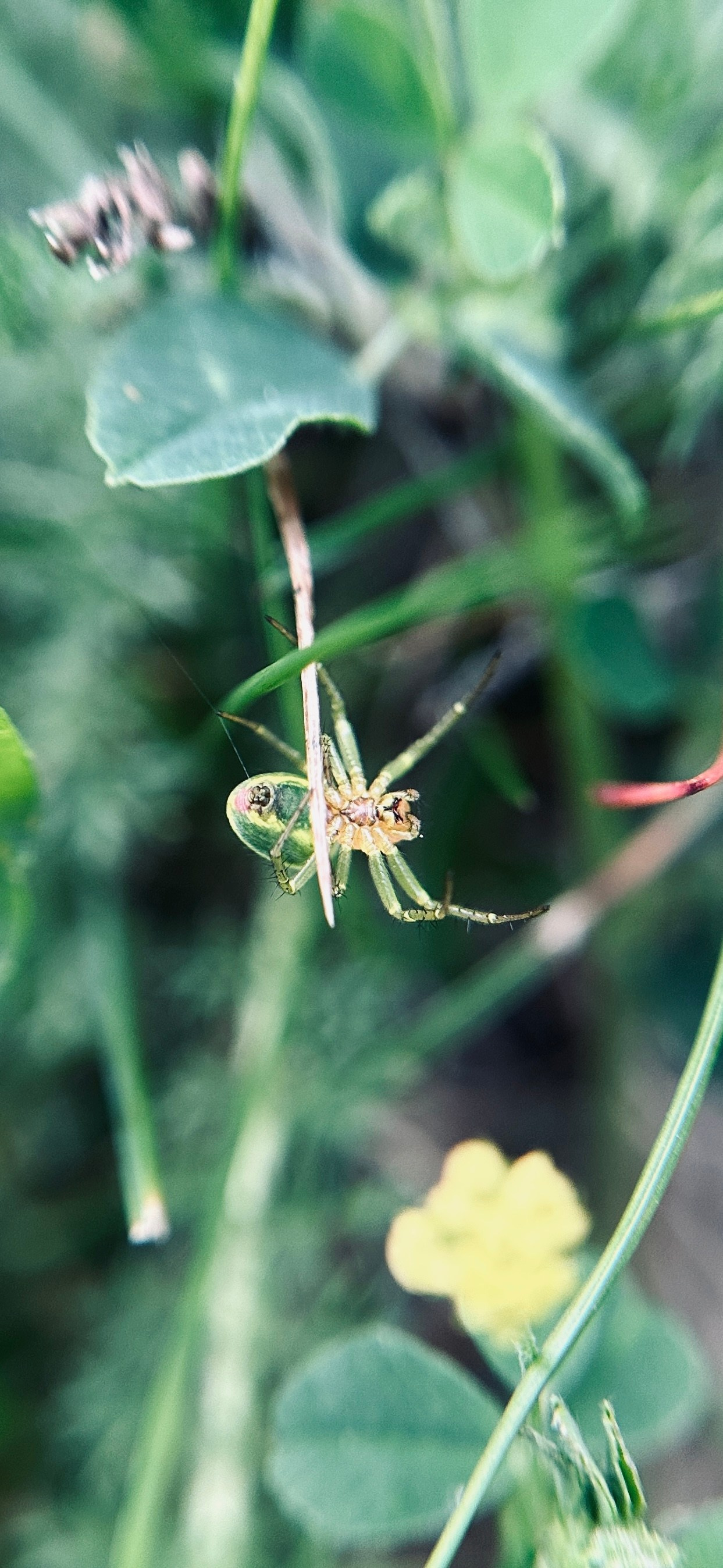 Флора и фауна. Смотри, красота!