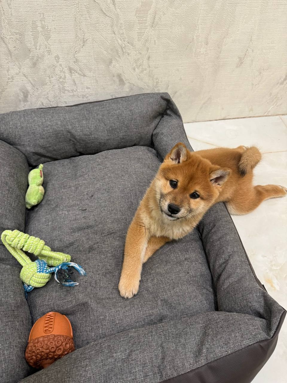 Сиба Rubylight Everest питомник Рубилайт 