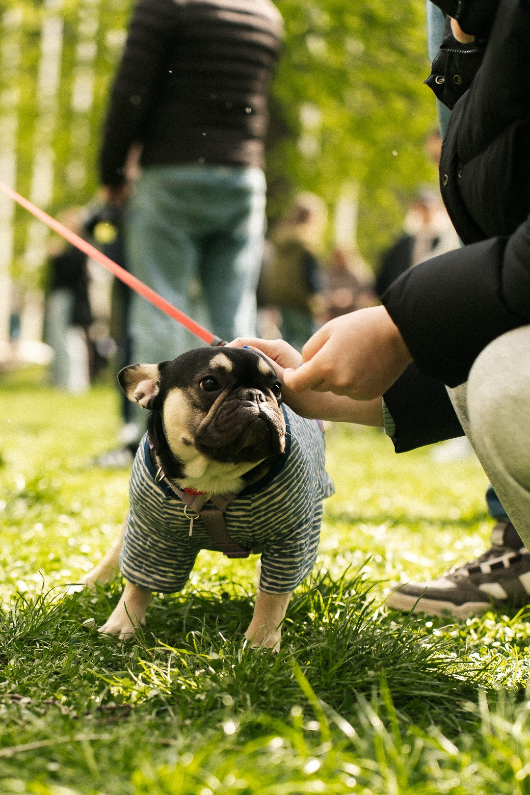 Парад Бульдогов. Axenov_eugene