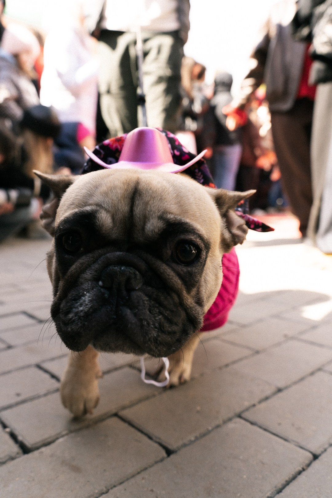 Парад Бульдогов. Axenov_eugene