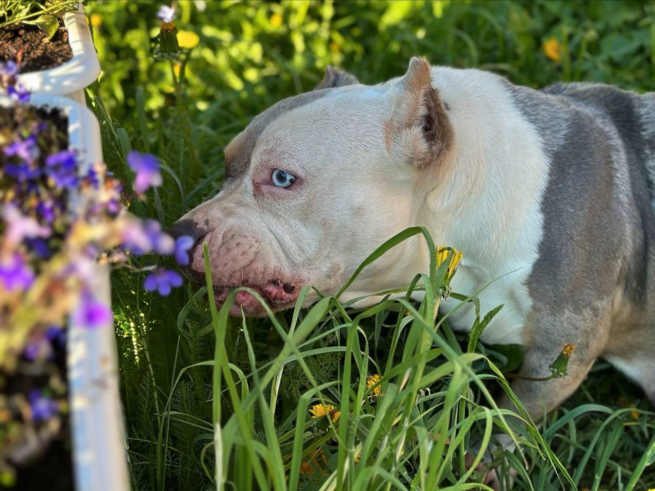 Lordli Of Gardens Blucha. Питомник американских булли Bounty Pride Bully