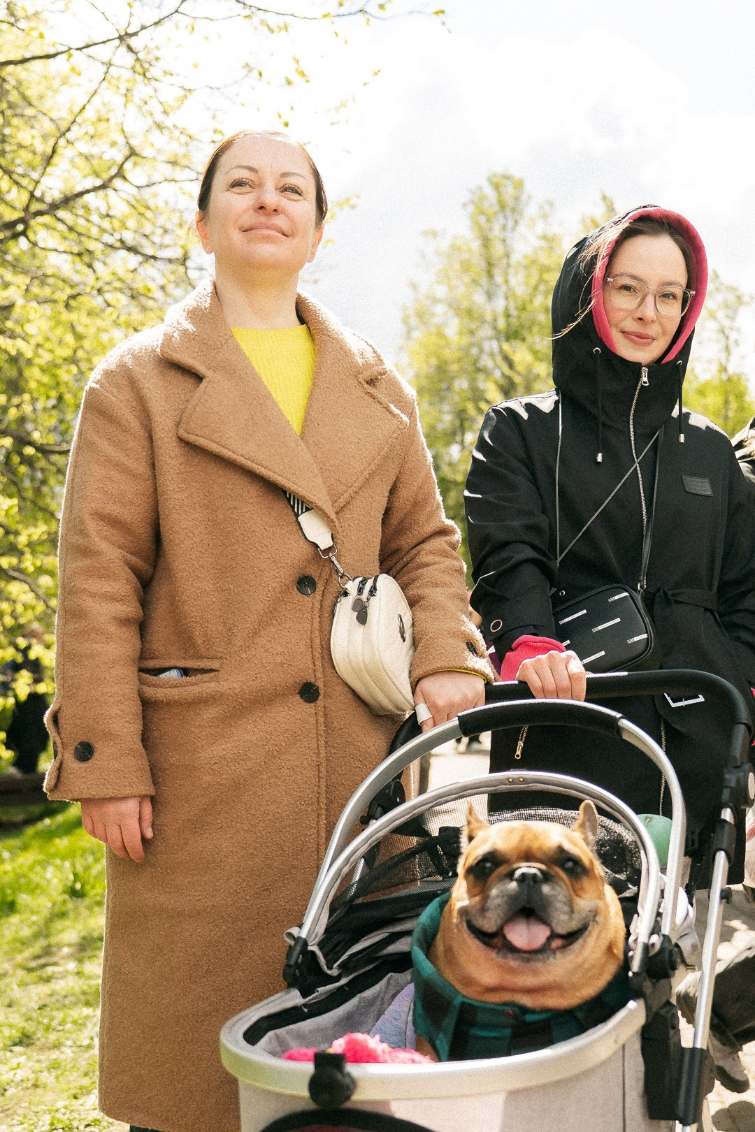 Парад Бульдогов. Axenov_eugene