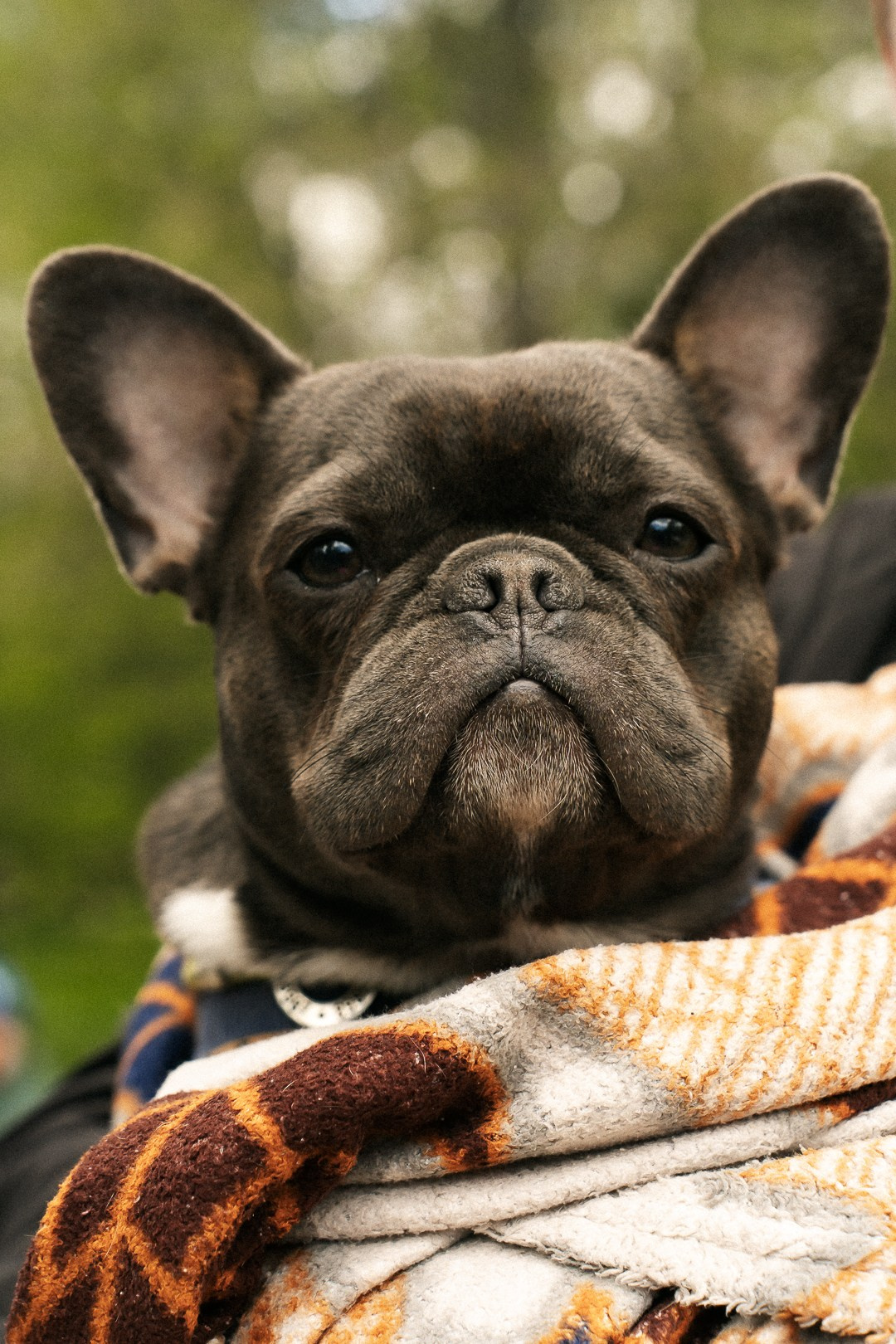 Парад Бульдогов. Axenov_eugene