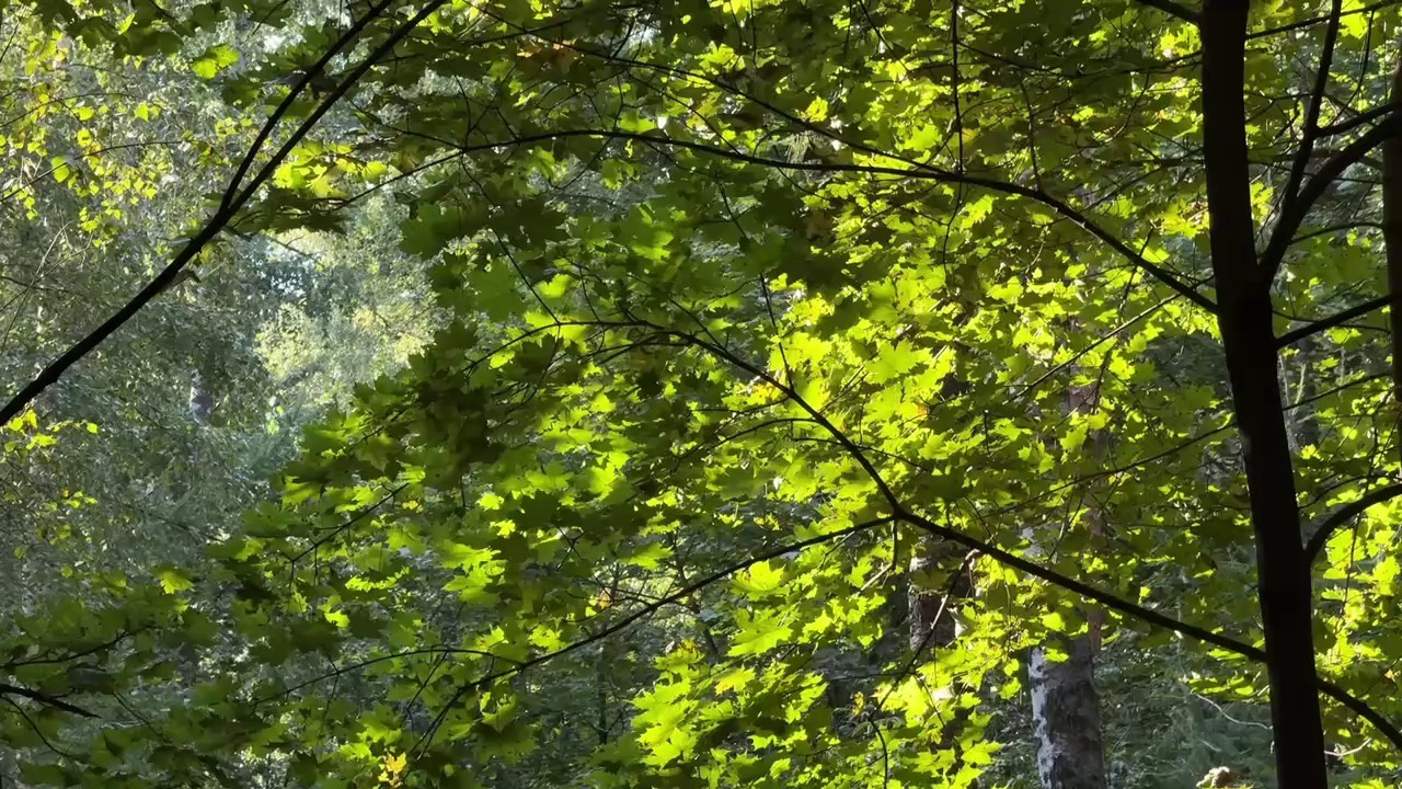 Видеограф Мария Карпухина