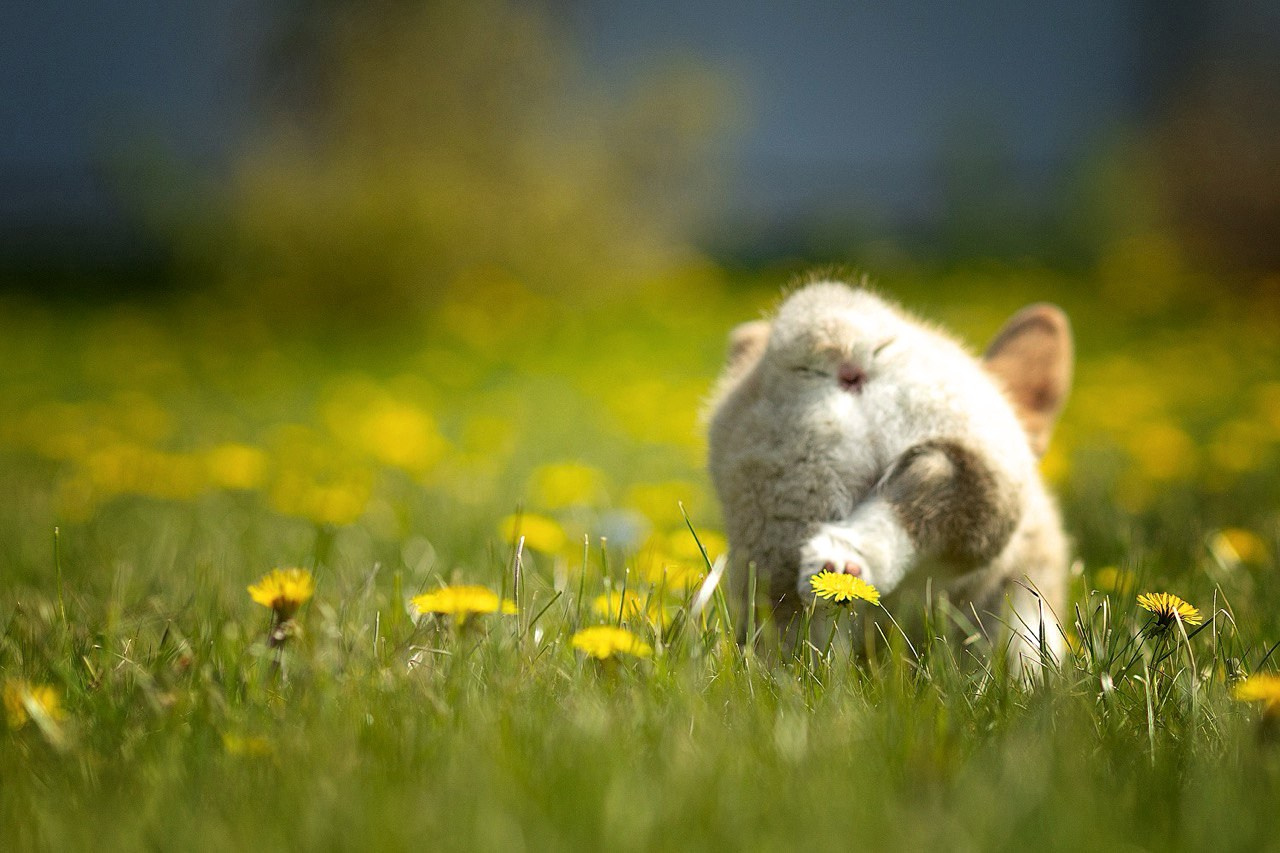 Портфолио: Фотосъёмка щенков в Москве и области — трогательные моменты. Фотограф-анималист и бренд-фотограф в Москве | Фотография собак, людей, бизнес-портрет