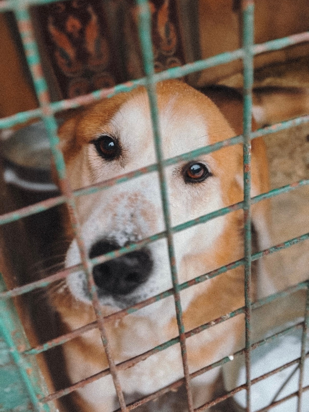 Ищут дом. Забери домой друга