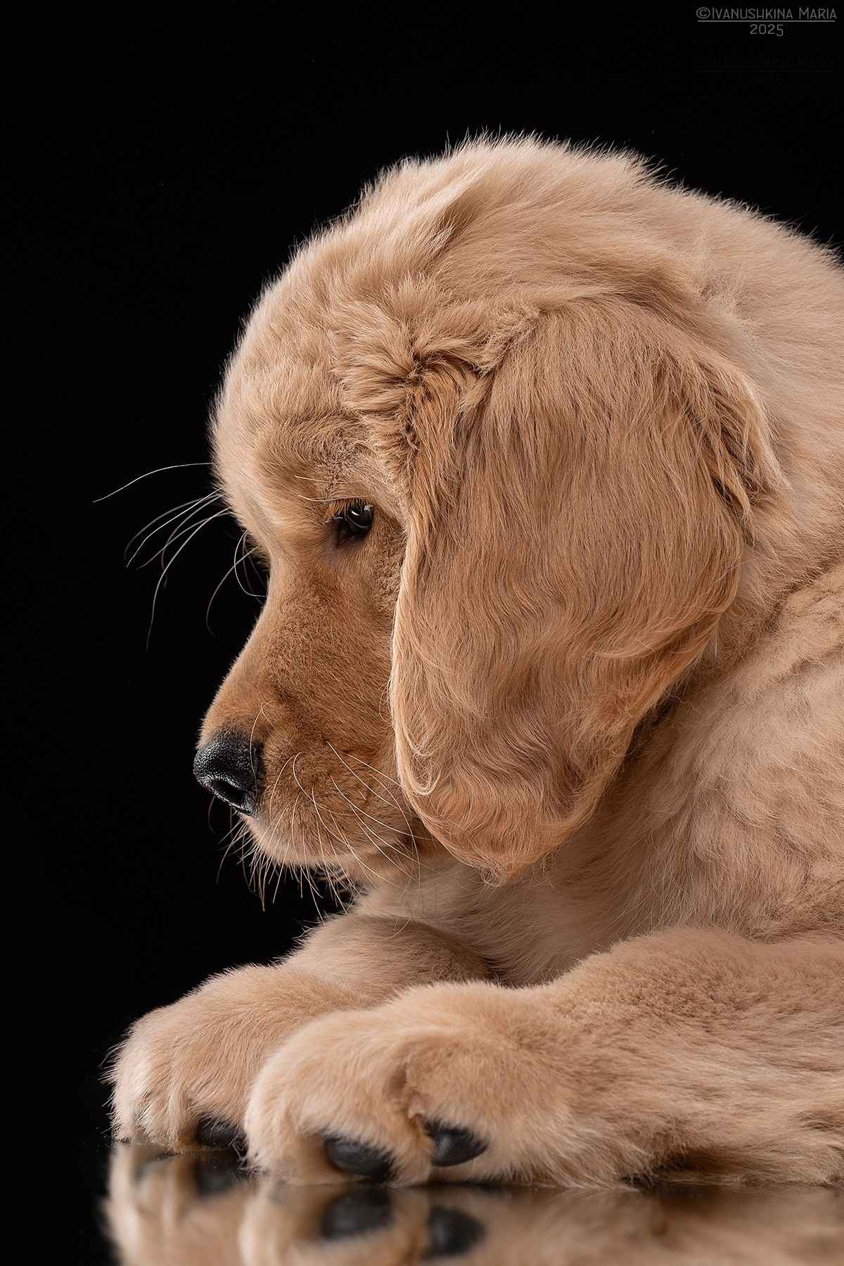 Фотосессия щенков на фонах. Фотограф собак в Москве и Московской области Иванушкина Мария