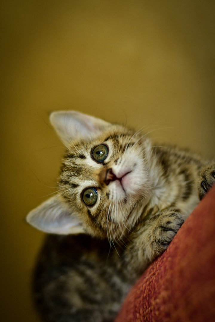 Природа. Семейный и свадебный фотограф в Донецке Донская Анастасия