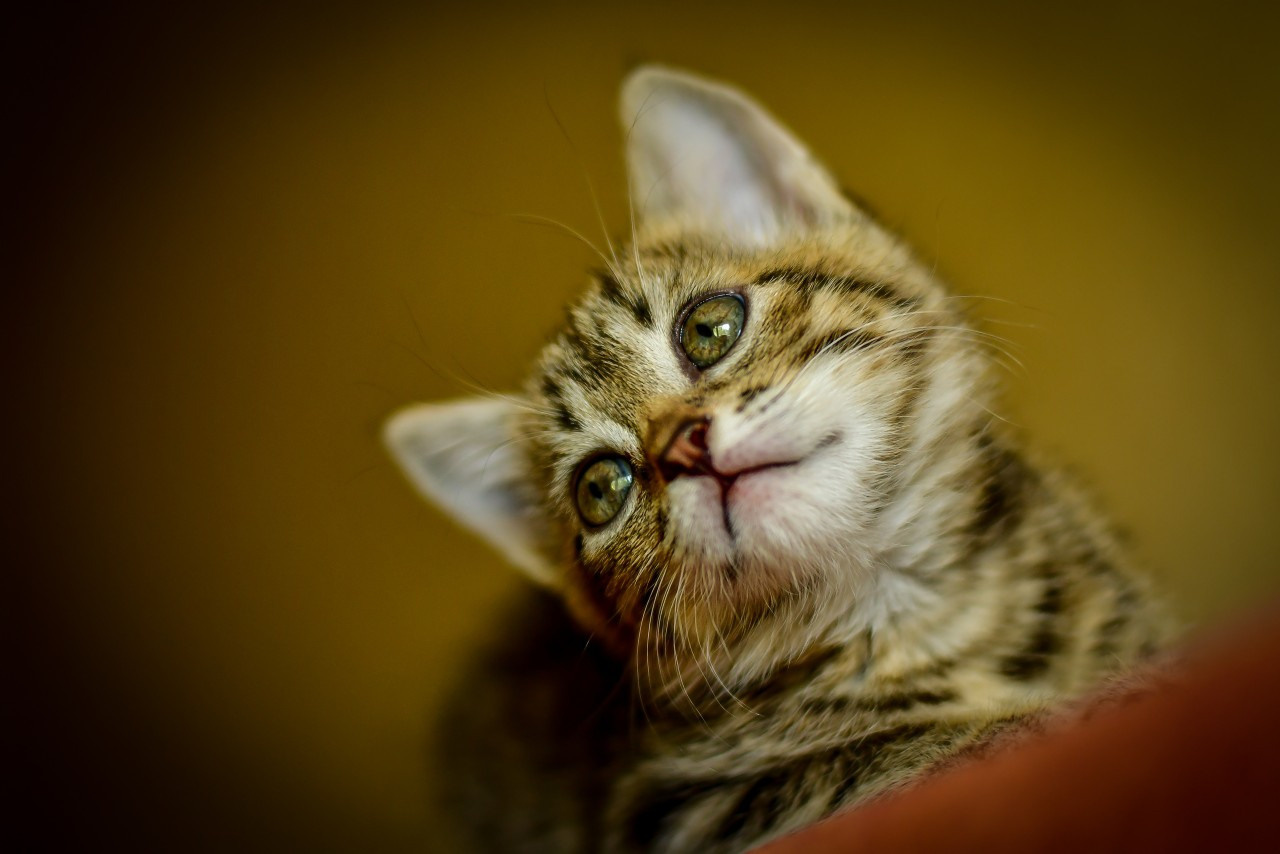 Природа. Семейный и свадебный фотограф в Донецке Донская Анастасия