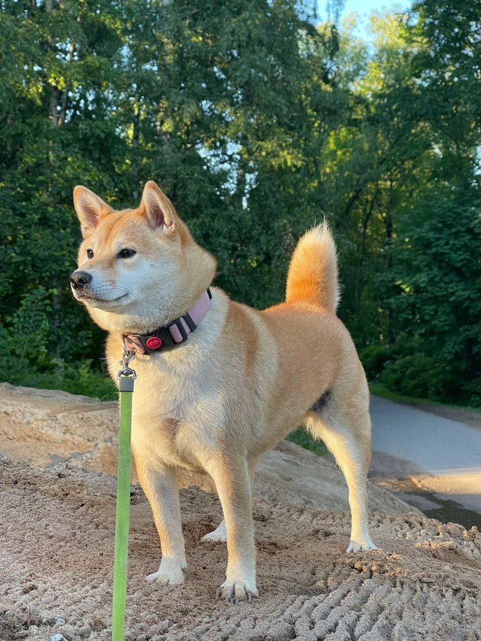 сиба питомник Рубилайт щенки на продажу rubylight  сиба щенки купить СПб Санкт-Петербург 