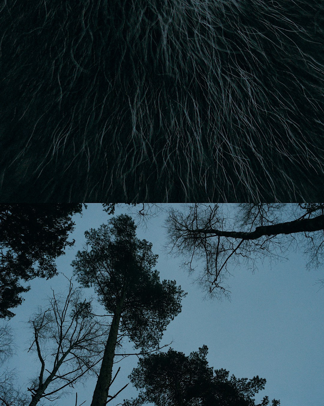 Наташа и Сириус. Фотограф анималист в Москве и Санкт-Петербурге Свиридова Анна