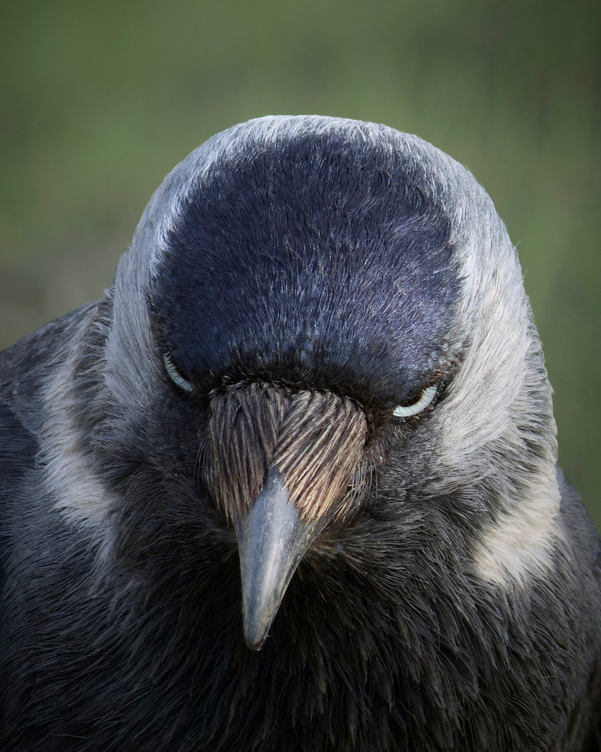 Voronezh 2024. Anton Chernov | Wildlife photographer
