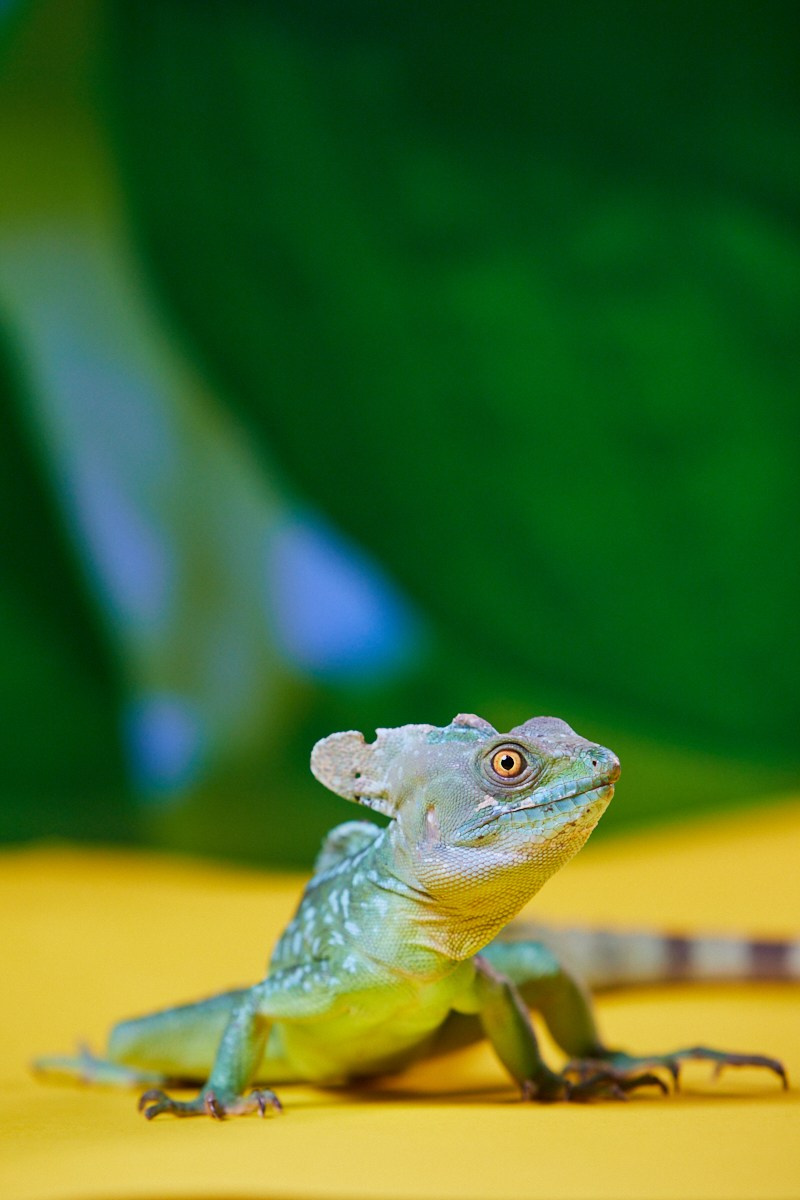 Съёмка животных — василиск сидит на жёлтом фоне.