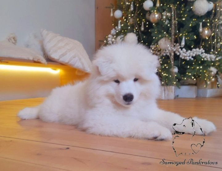 Помет «Р» 04.10.2023 д. р. Самоед Новосибирск