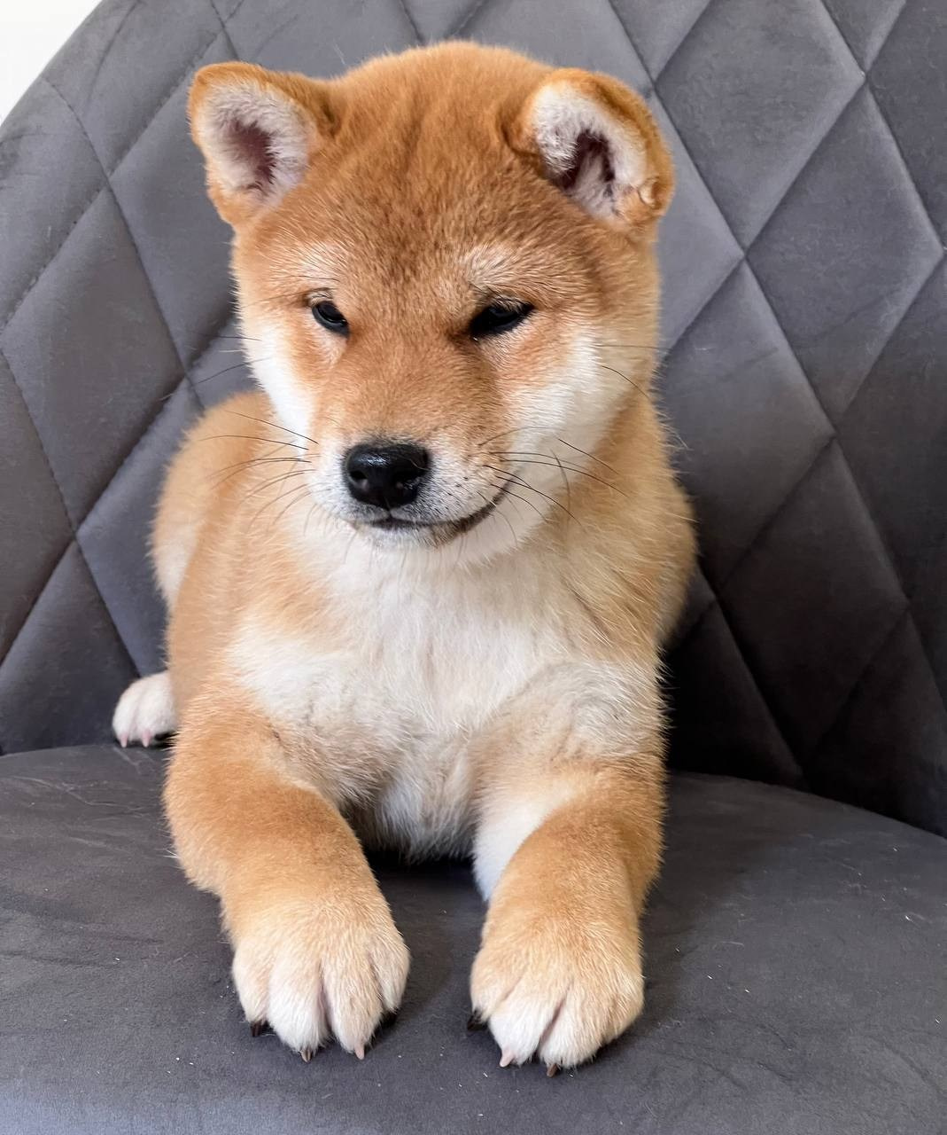 сиба питомник Рубилайт щенки на продажу rubylight  сиба щенки купить СПб Санкт-Петербург 