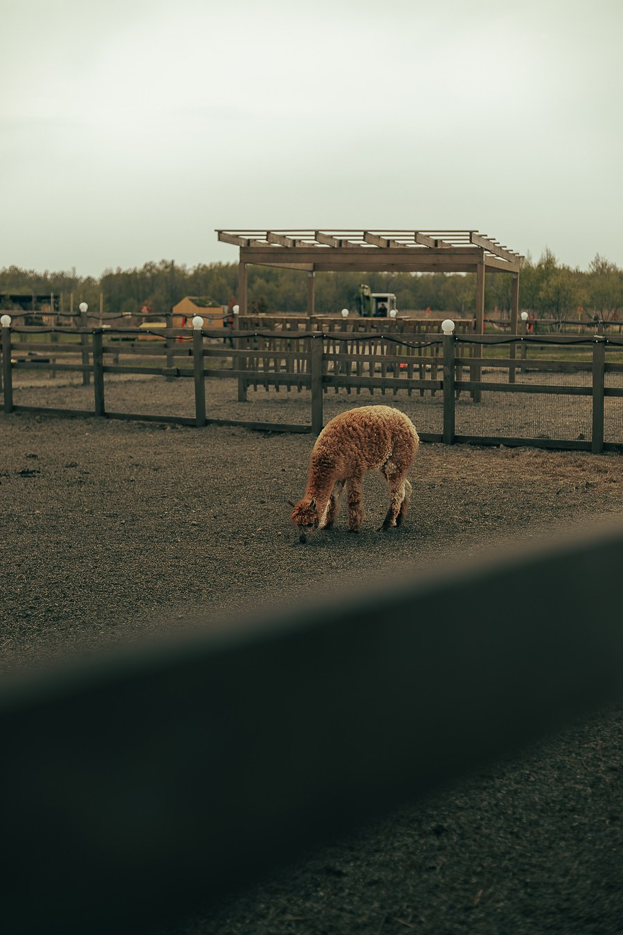 Ферма Альпак Владивосток. Oskar Dallas — professional photographer in Moscow
