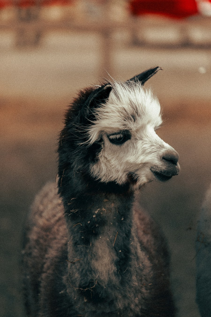 Ферма Альпак Владивосток. Oskar Dallas — professional photographer in Moscow