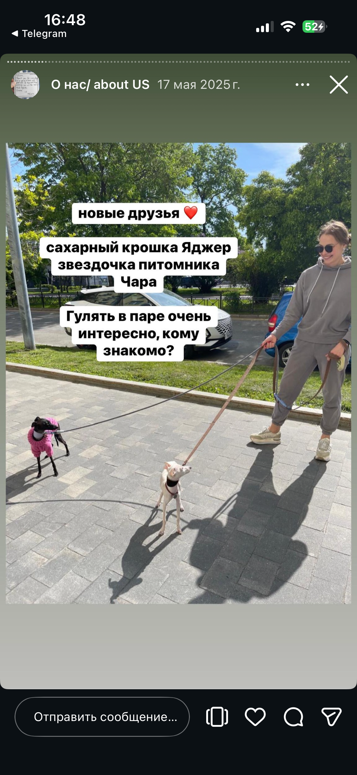 Отзывы от наших любимых владельцев. Профессиональный питомник левреток РКФ/FCI ASTI SAPPHIRE 💎 Сочи|Санкт-Петербург