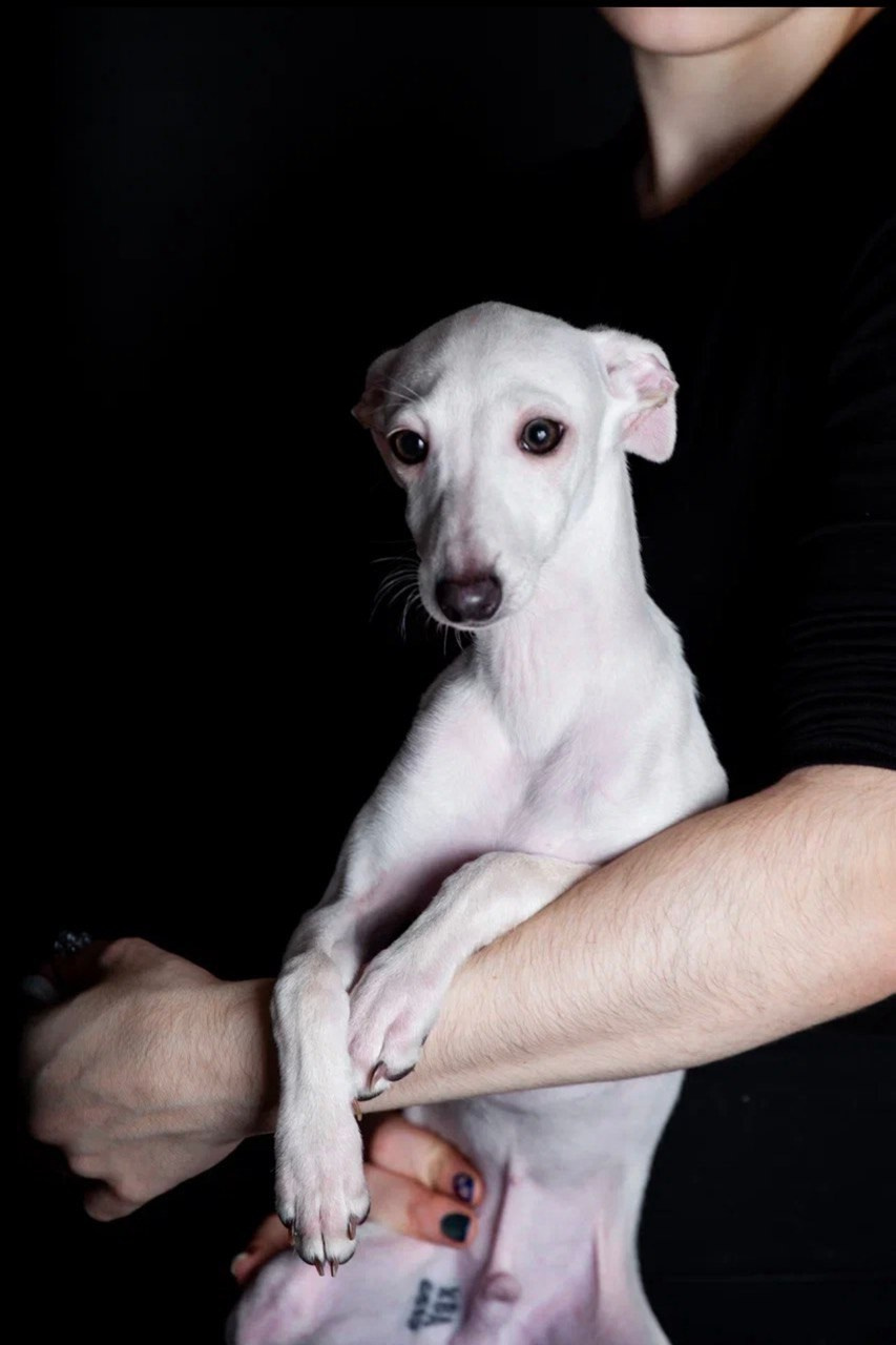 Jeremy & Jupiter. Профессиональный питомник левреток РКФ/FCI ASTI SAPPHIRE 💎 Сочи|Санкт-Петербург