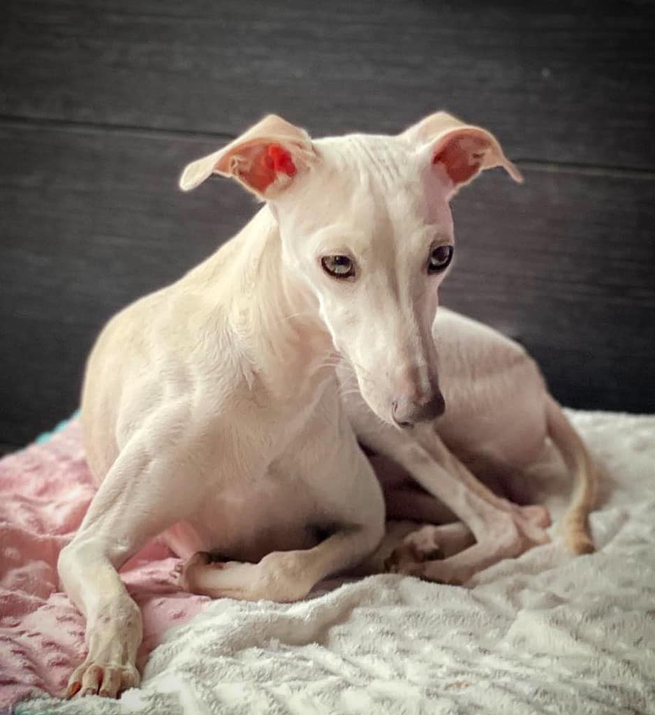 Asti Sapphire Tsezar Ruier Empire. Профессиональный питомник левреток РКФ/FCI ASTI SAPPHIRE 💎 Сочи|Санкт-Петербург