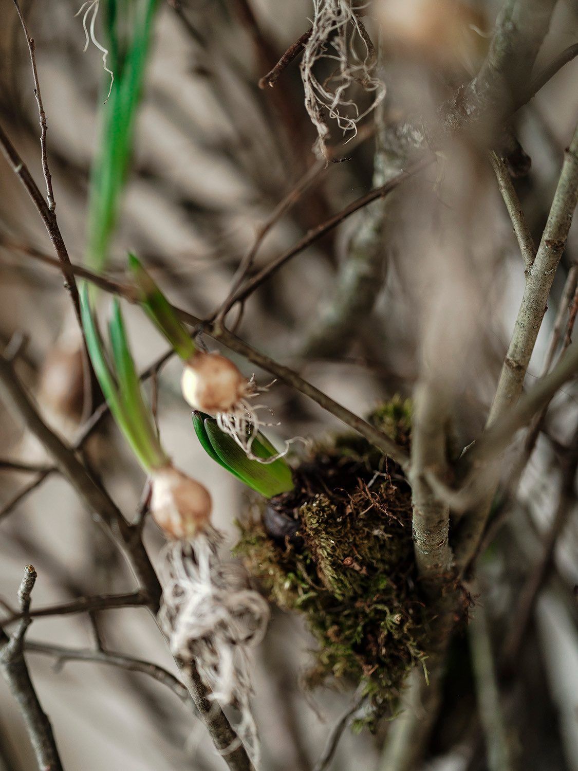 Весенний декор. Дача. Оформление свадеб, декор свадеб Вера Маркова, Москва