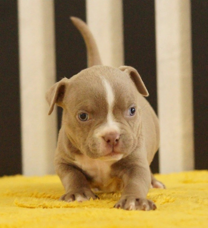 Щенки Американский булли. ПИТОМНИК СОБАК ПОРОДЫ АМЕРИКАНСКИЙ БУЛЛИ