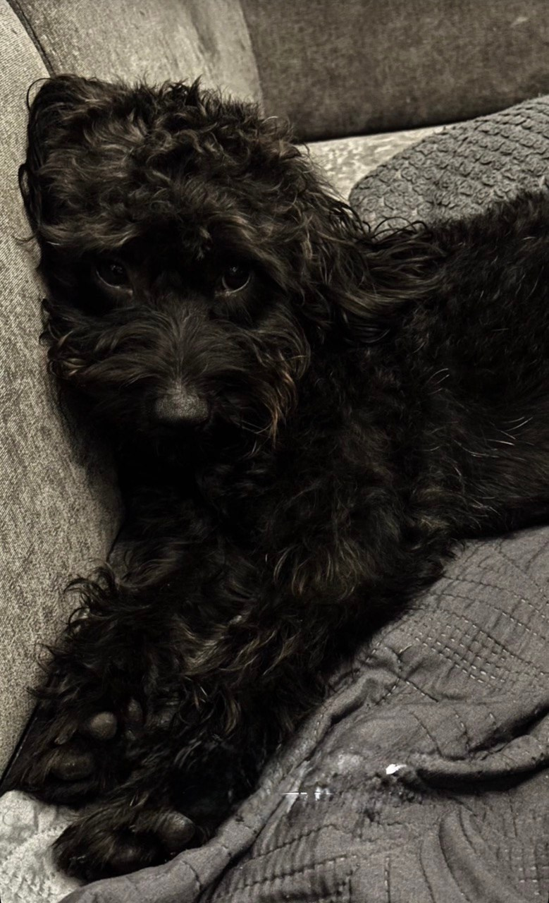 Выпускники. Заводчик Labradoodle в Санкт-Петербурге — Костылева Ульяна