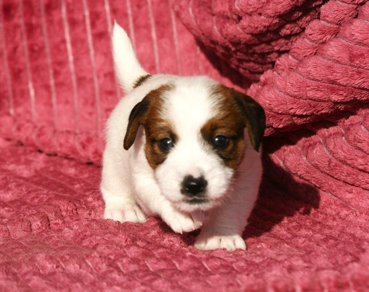 Кобель1. Lovely Orange kennel Jack Russell Terrier FCI/RKF