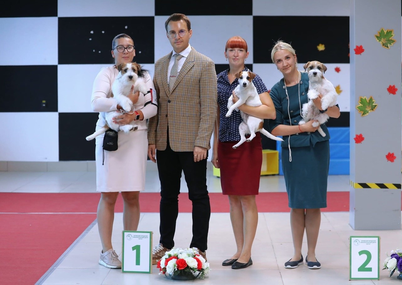 Lovely-Orange Kaizer. Lovely-Orange питомник джек рассел терьеров