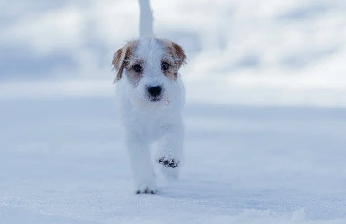 Сука 5. Lovely-Orange питомник джек рассел терьеров