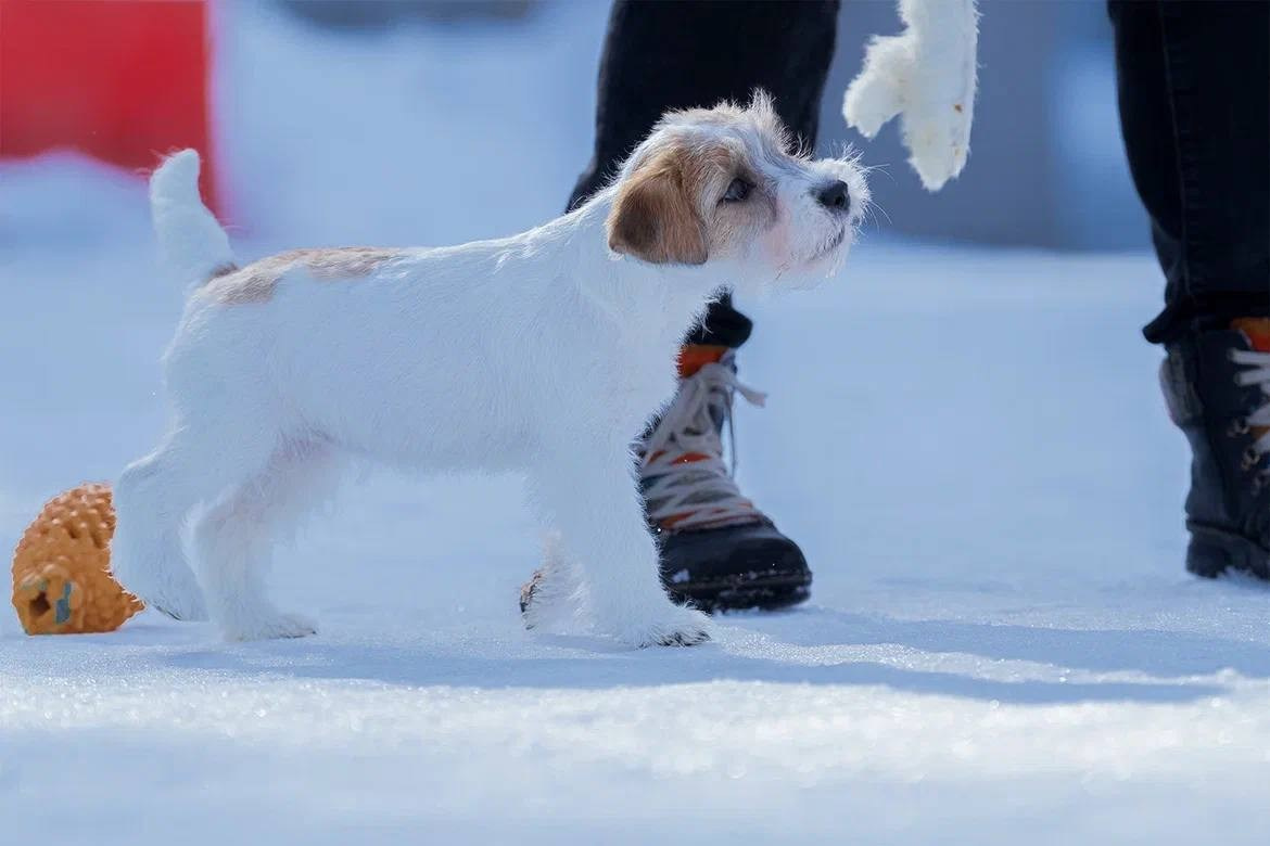 Сука 4. Lovely-Orange питомник джек рассел терьеров