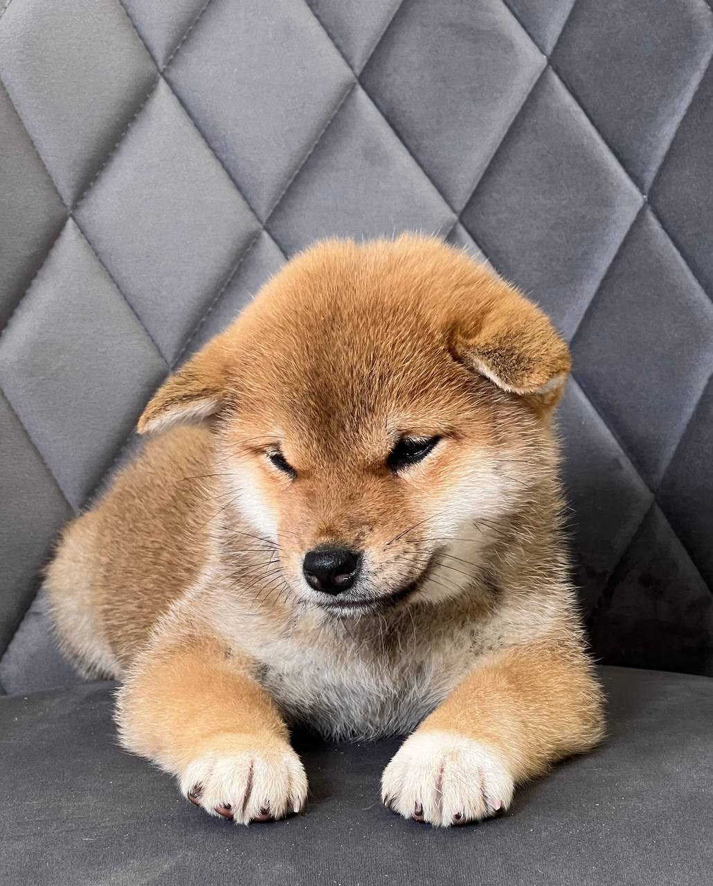 сиба питомник Рубилайт щенки на продажу rubylight  сиба щенки купить СПб Санкт-Петербург 