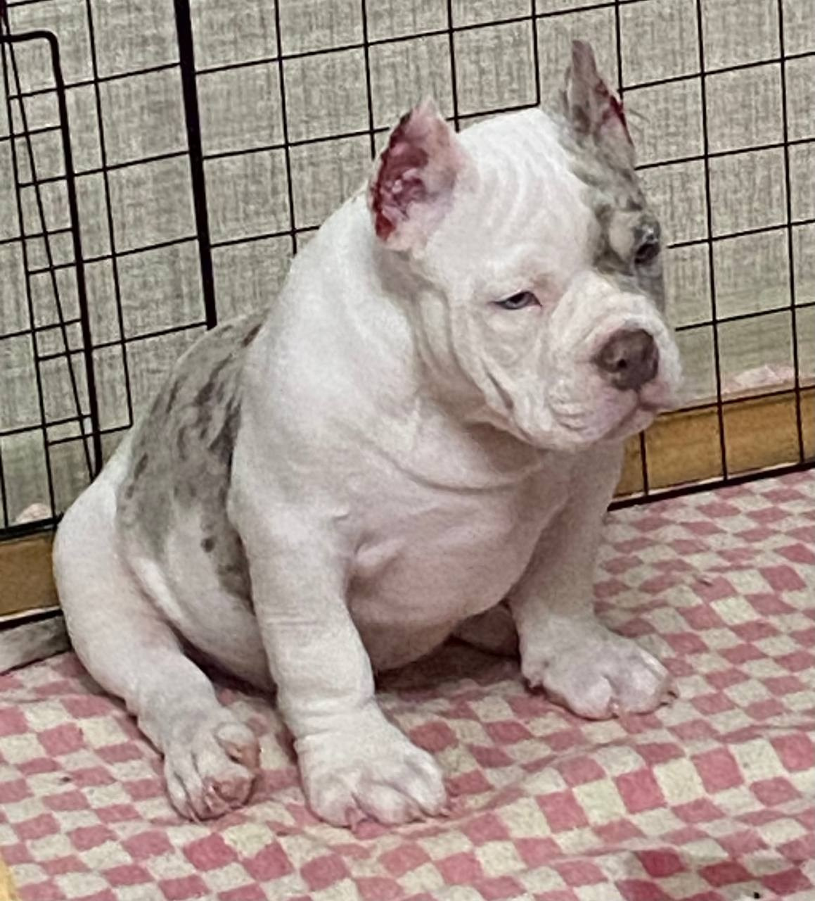 Свободные щенки Американский Булли, в типах покет, классик, стандарт. Американский Булли в г. Ростов-на-Дону. Питомник THE POWER OF SIBERIA