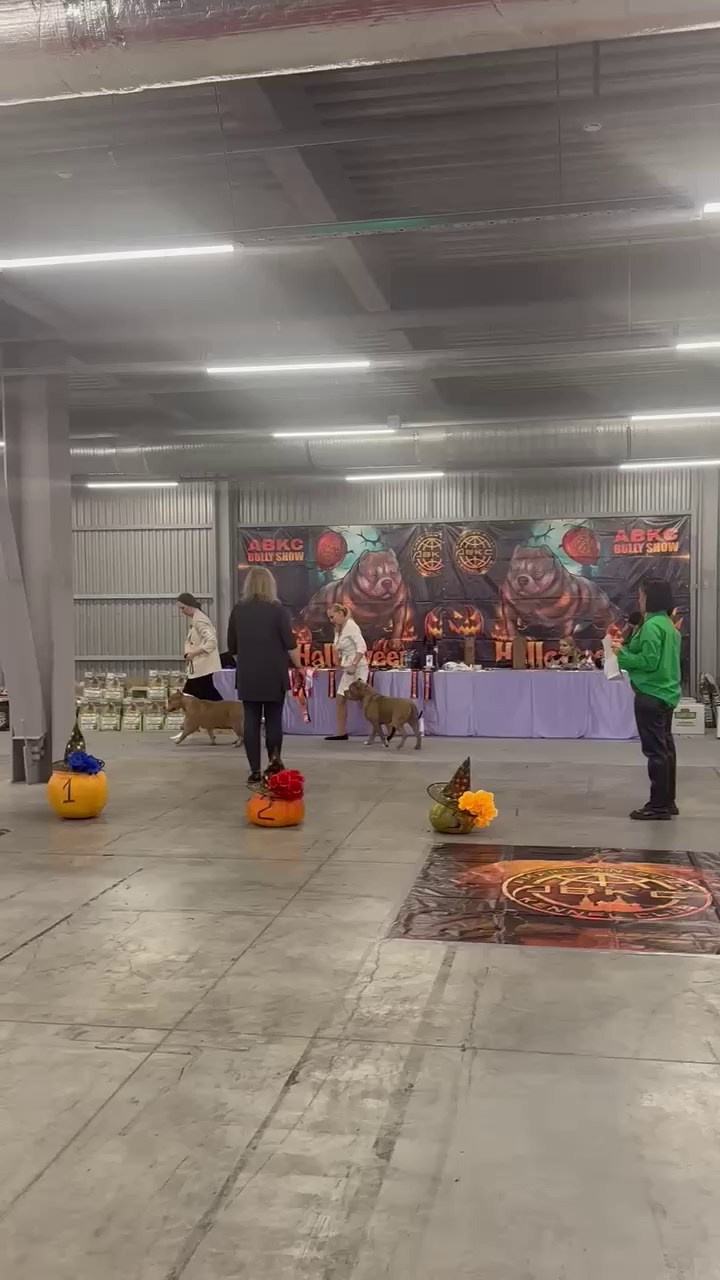 Участие в выставках. Американские булли XL в г. Калининград. Питомник Great Bully UNIVERSE